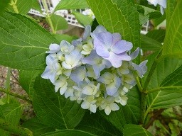 f:id:cangael:20130609153733j:image:right