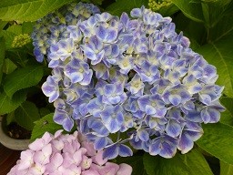 f:id:cangael:20130609153850j:image:right