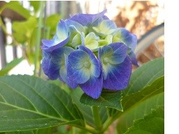 f:id:cangael:20130616165233j:image:left