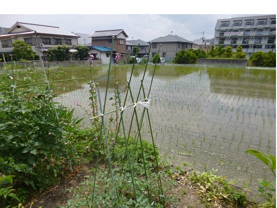 f:id:cangael:20130618130632j:image:right