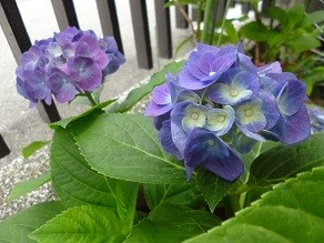 f:id:cangael:20130619073610j:image:right