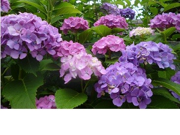 f:id:cangael:20130619115303j:image:right f:id:cangael:20130619115303j:image:right