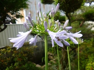 f:id:cangael:20130627093605j:image:right