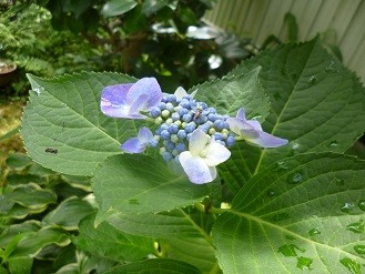 f:id:cangael:20130627093630j:image:right