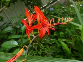 f:id:cangael:20130628153003j:image:right