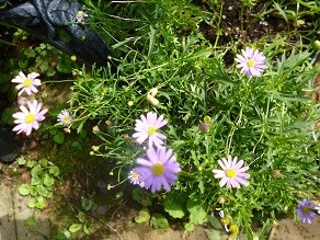 f:id:cangael:20130628153749j:image:right