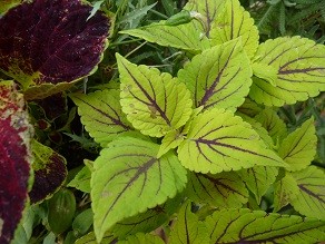 f:id:cangael:20130628154845j:image:right