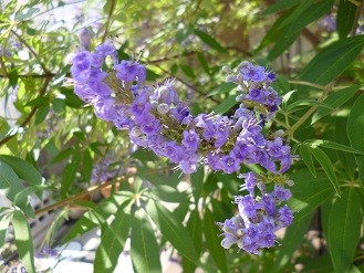 f:id:cangael:20130629142700j:image