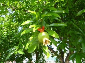f:id:cangael:20130629154100j:image:left