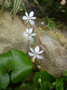 f:id:cangael:20130630134747j:image:left