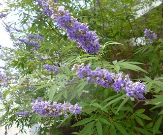 f:id:cangael:20130630142243j:image:right