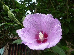 f:id:cangael:20130703141807j:image:left
