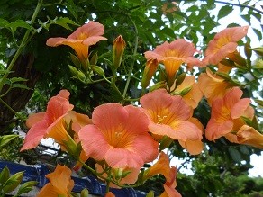 f:id:cangael:20130703141951j:image:left