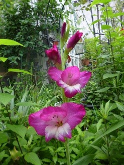 f:id:cangael:20130703154816j:image:left