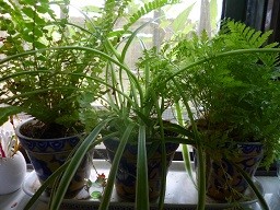 f:id:cangael:20130708113016j:image:left