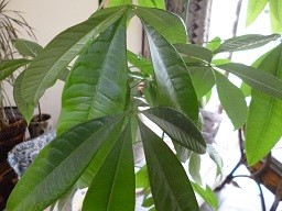 f:id:cangael:20130708113043j:image:left