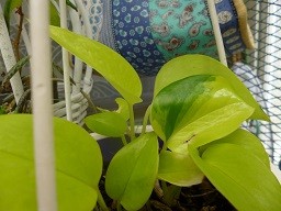 f:id:cangael:20130708113443j:image:left