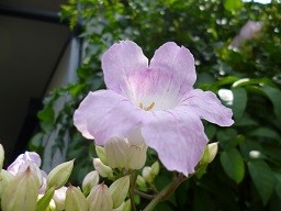 f:id:cangael:20130710094435j:image:left