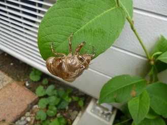 f:id:cangael:20130713073025j:image:right