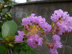 f:id:cangael:20130722115304j:image:right