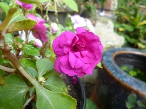 f:id:cangael:20130725084957j:image:right