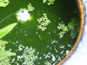 f:id:cangael:20130727085828j:image:right