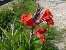 f:id:cangael:20130727152509j:image:left