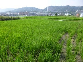 f:id:cangael:20130727152955j:image:right f:id:cangael:20130727152955j:image:right