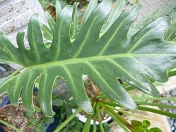 f:id:cangael:20130829132312j:image:right