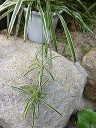 f:id:cangael:20130829132353j:image:right