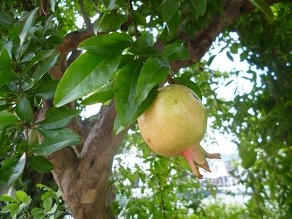 f:id:cangael:20130908150717j:image:left