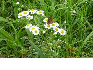 f:id:cangael:20130908151029j:image:right