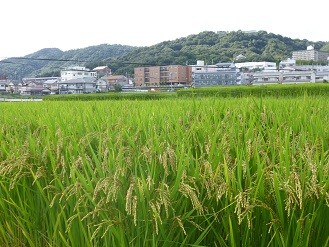 f:id:cangael:20130908151417j:image:right