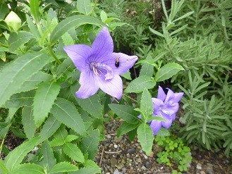 f:id:cangael:20130908162428j:image:right f:id:cangael:20130908162428j:image:right