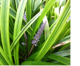 f:id:cangael:20130912133514j:image:left f:id:cangael:20130912133514j:image:left