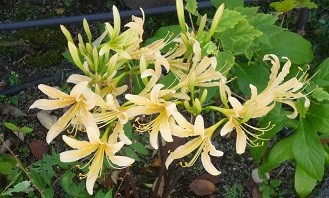 f:id:cangael:20130918093436j:image:right