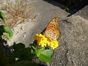 f:id:cangael:20130918151003j:image:right