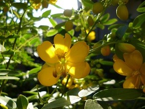 f:id:cangael:20130919070234j:image:left