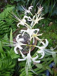 f:id:cangael:20130919070426j:image:right