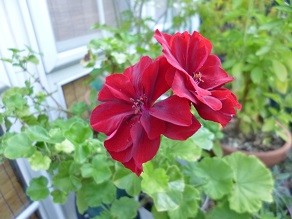 f:id:cangael:20130919070447j:image:right