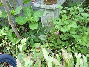 f:id:cangael:20130919070832j:image:right