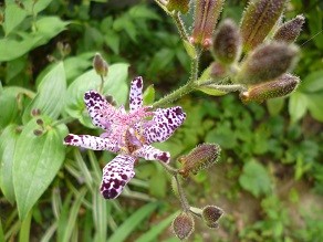 f:id:cangael:20131004112743j:image:left