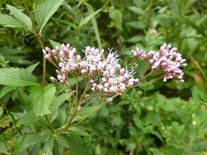 f:id:cangael:20131004112838j:image:left