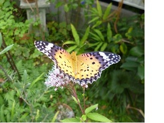 f:id:cangael:20131013144910j:image:left