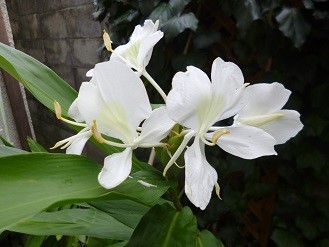 f:id:cangael:20131018093113j:image:right