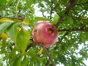 f:id:cangael:20131022135024j:image:right