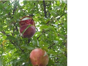 f:id:cangael:20131022135043j:image:right