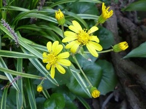 f:id:cangael:20131027101244j:image:left