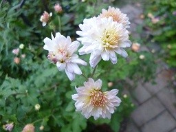 f:id:cangael:20131108163020j:image:right f:id:cangael:20131108163020j:image:right