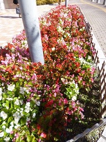 f:id:cangael:20131114110246j:image:right